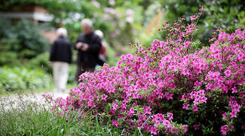 Graal Müritz - Rhododendronpark