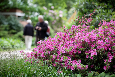 Graal Müritz - Rhododendronpark